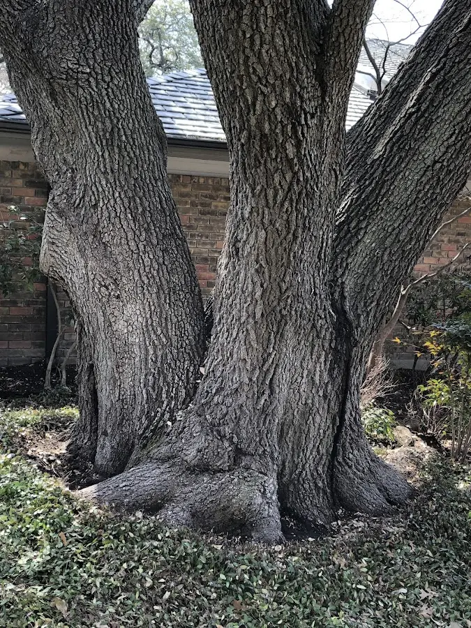 Mature heritage tree close to a Girdwood property cared for by certified arborists